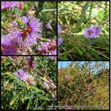 Melaleuca Small Leaf Paperbark x 1 Plant Slender Honey Myrtle Native Shrubs Pink Flowering Dwarf Bird Attracting Hardy Hedging Bush gibbosa